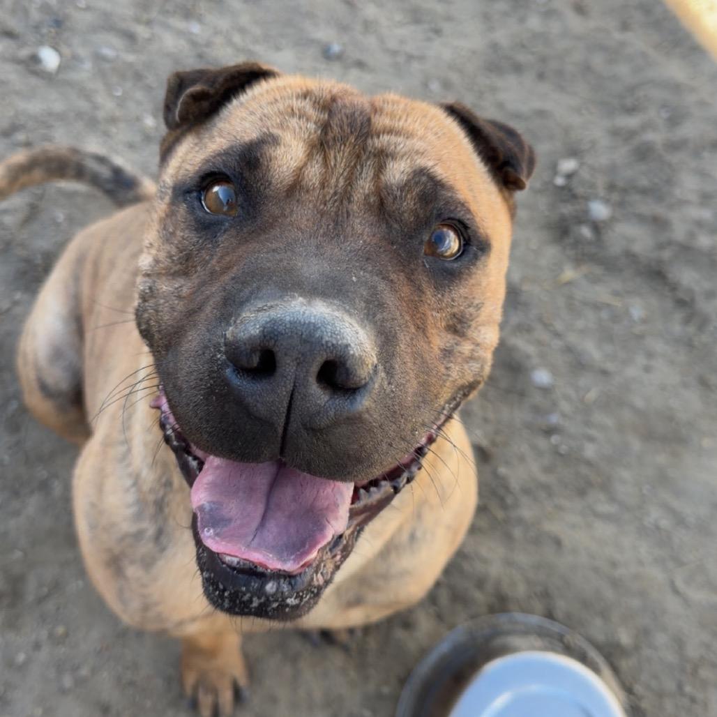 Enlarge Chilli, a ADOPTABLE mixed breed in Fallon, NV image 1/2