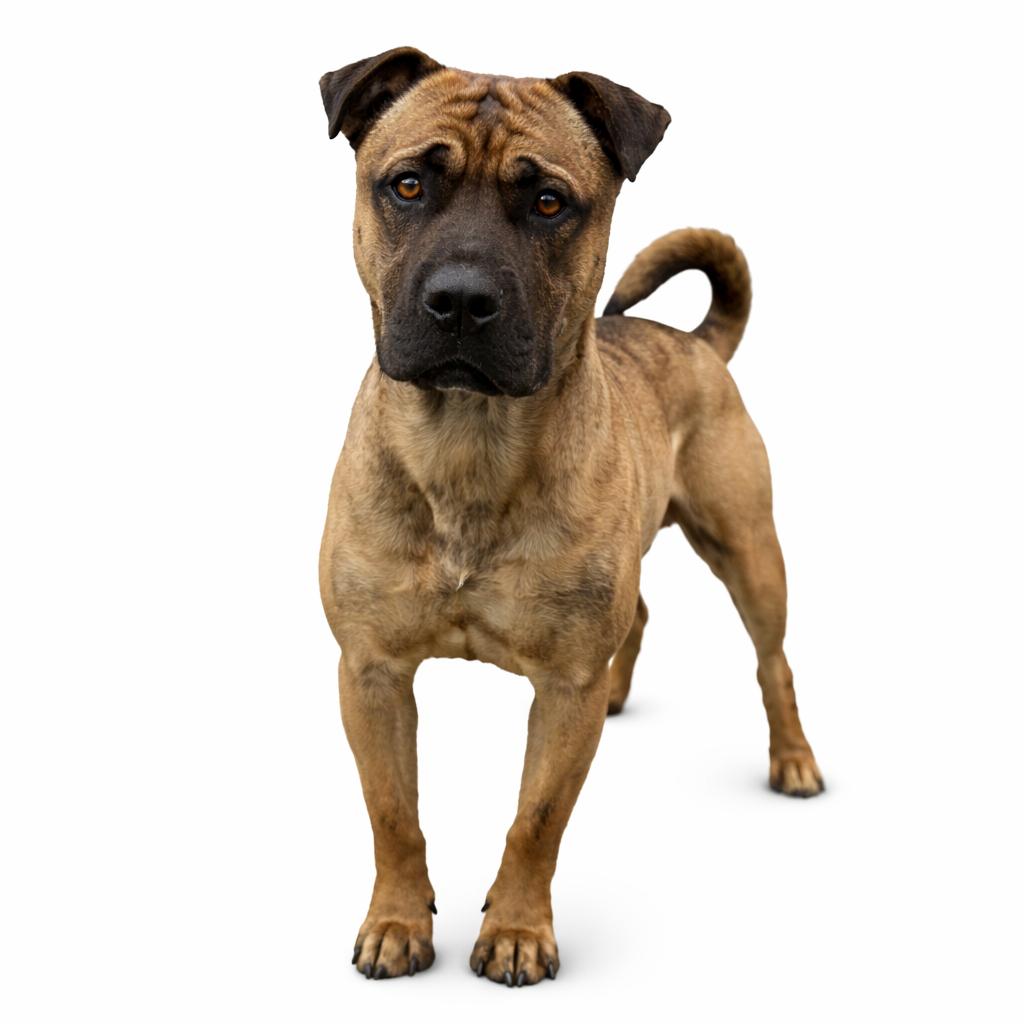 Enlarge Chilli, a ADOPTABLE mixed breed in Fallon, NV image 2/2