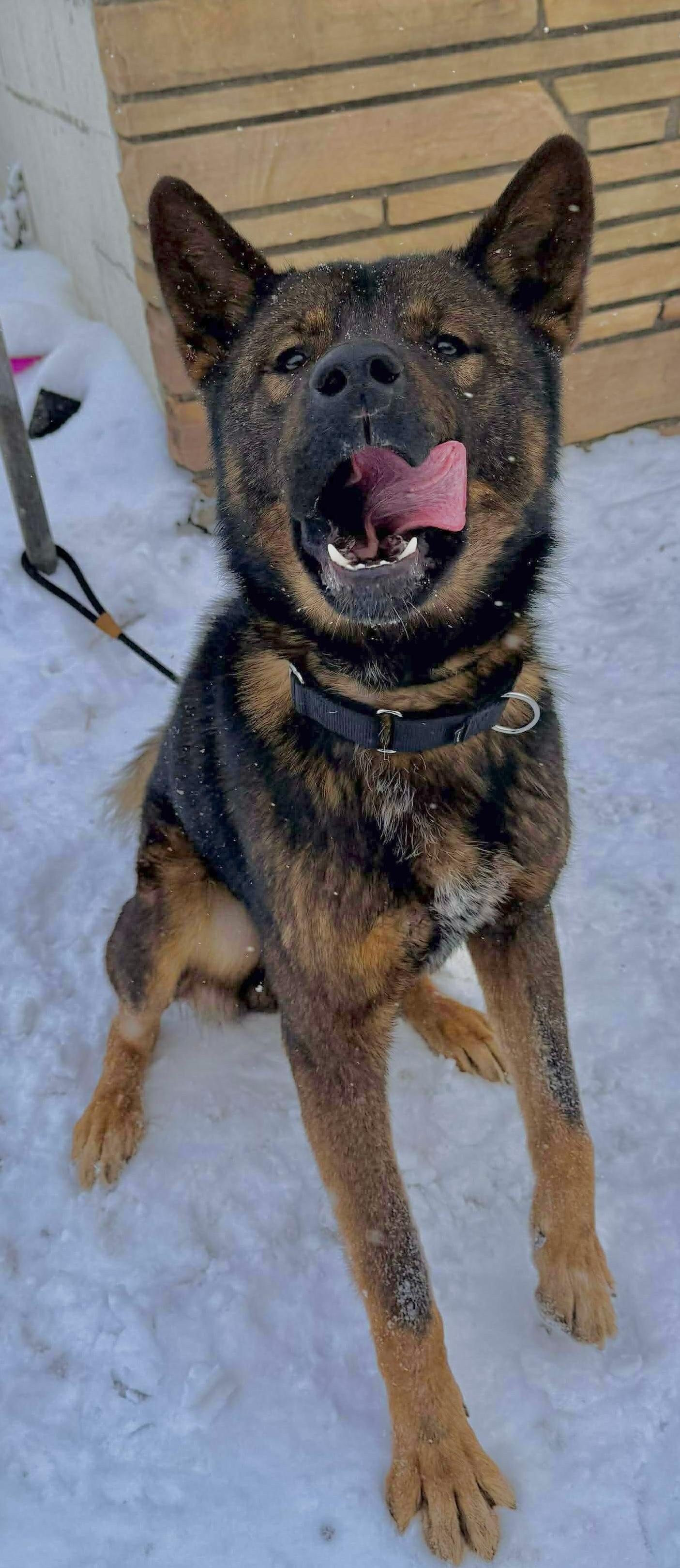Enlarge Louie, a ADOPTABLE mixed breed in McKeesport, PA image 1/6