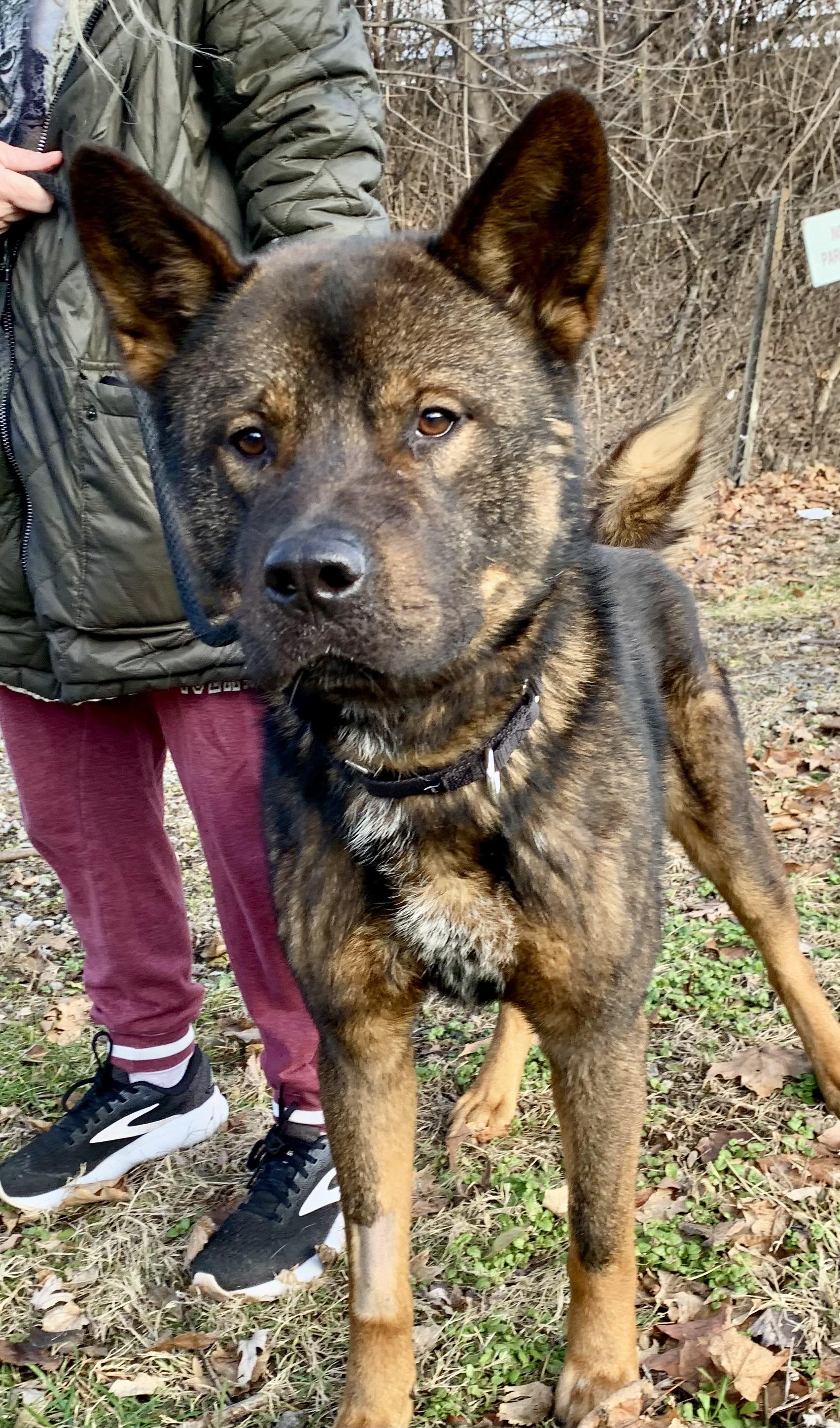 Enlarge Louie, a ADOPTABLE mixed breed in McKeesport, PA image 3/6