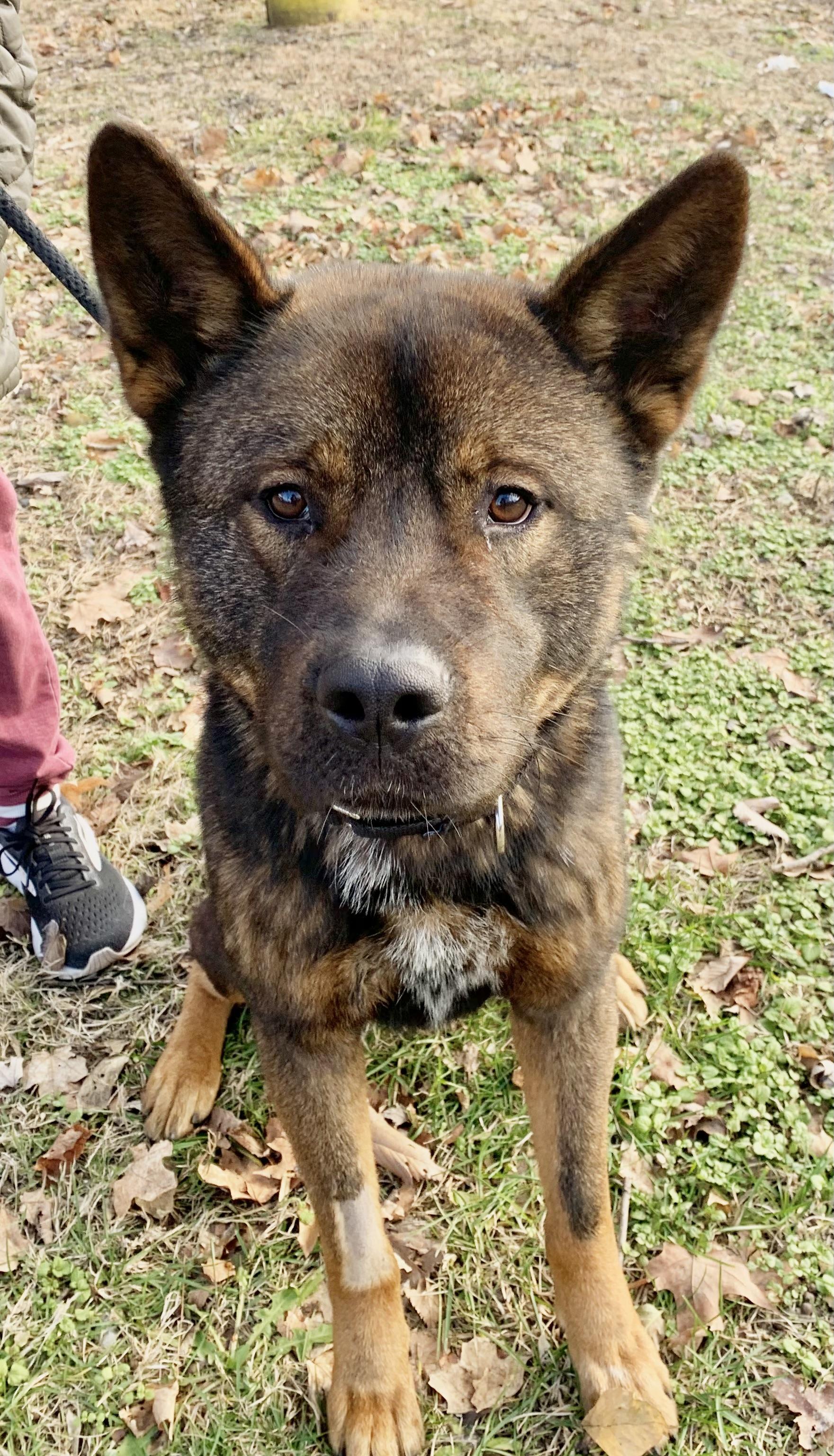 Enlarge Louie, a ADOPTABLE mixed breed in McKeesport, PA image 4/6