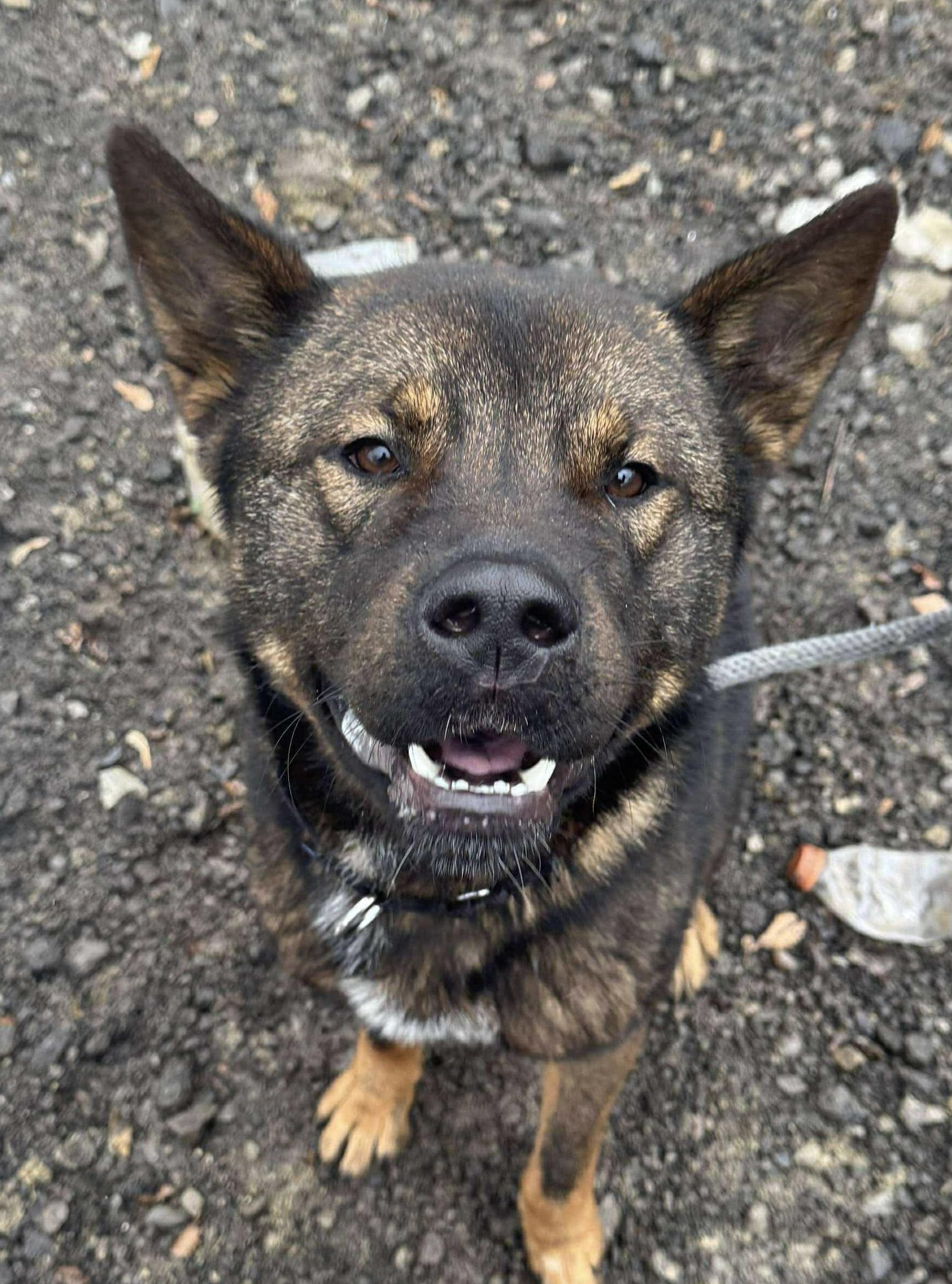 Enlarge Louie, a ADOPTABLE mixed breed in McKeesport, PA image 2/6