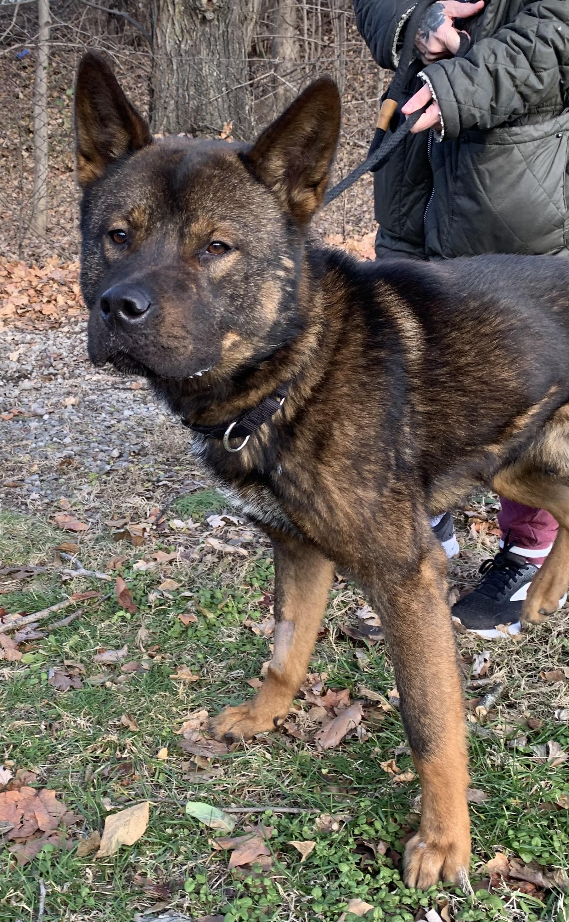 Enlarge Louie, a ADOPTABLE mixed breed in McKeesport, PA image 5/6