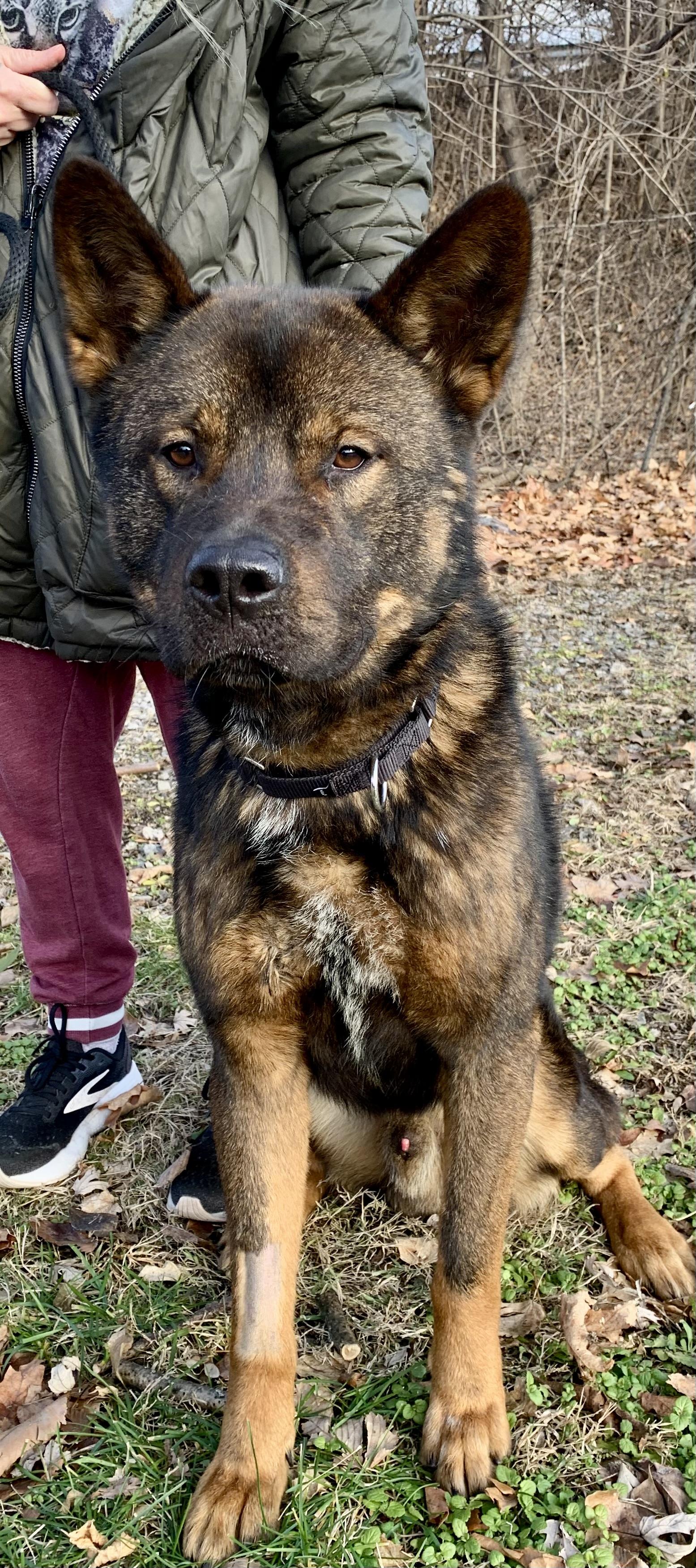 Enlarge Louie, a ADOPTABLE mixed breed in McKeesport, PA image 6/6
