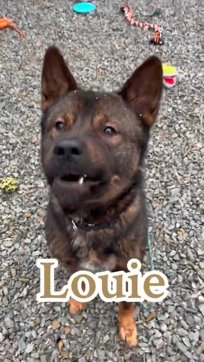 Enlarge Louie, a ADOPTABLE mixed breed in McKeesport, PA video 6/6