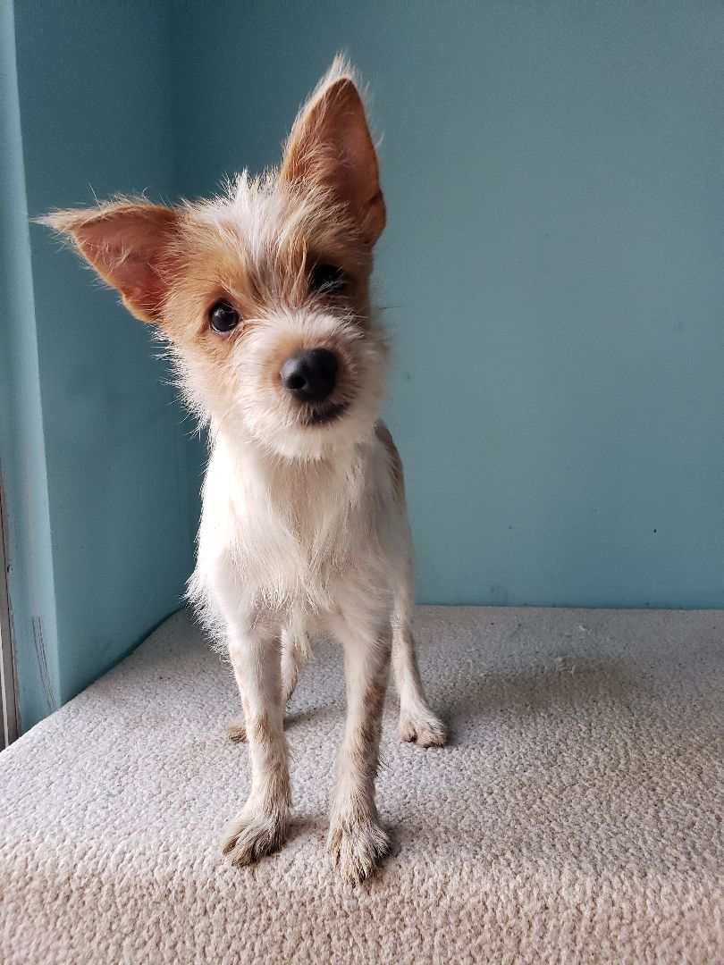 Enlarge Sheena, a Adopted mixed breed in Tijuana, BCN image 1/6