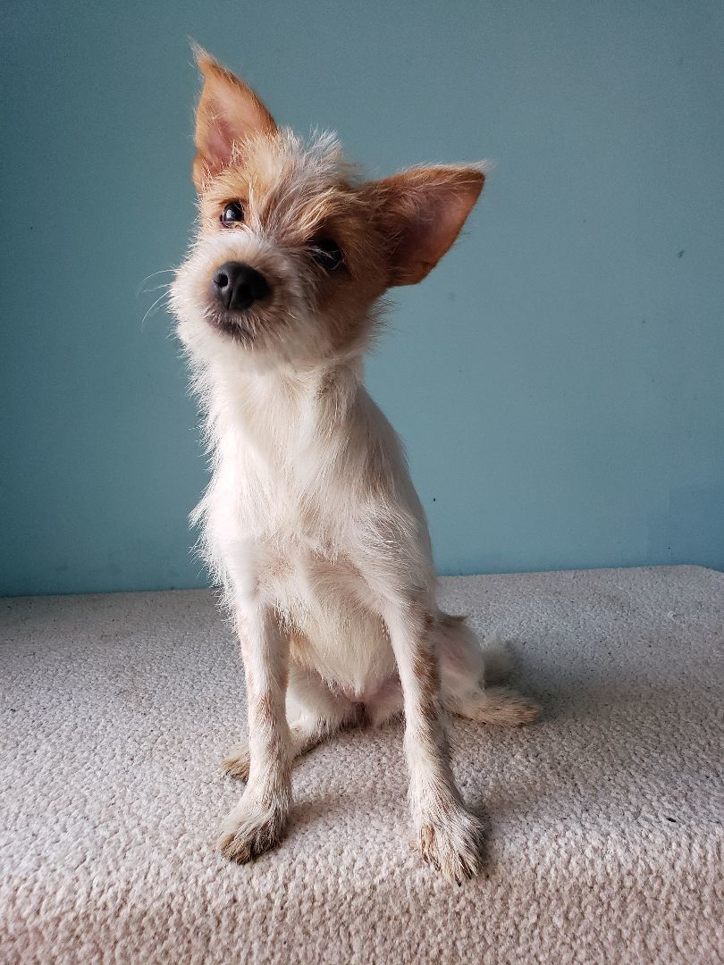 Enlarge Sheena, a Adopted mixed breed in Tijuana, BCN image 2/6