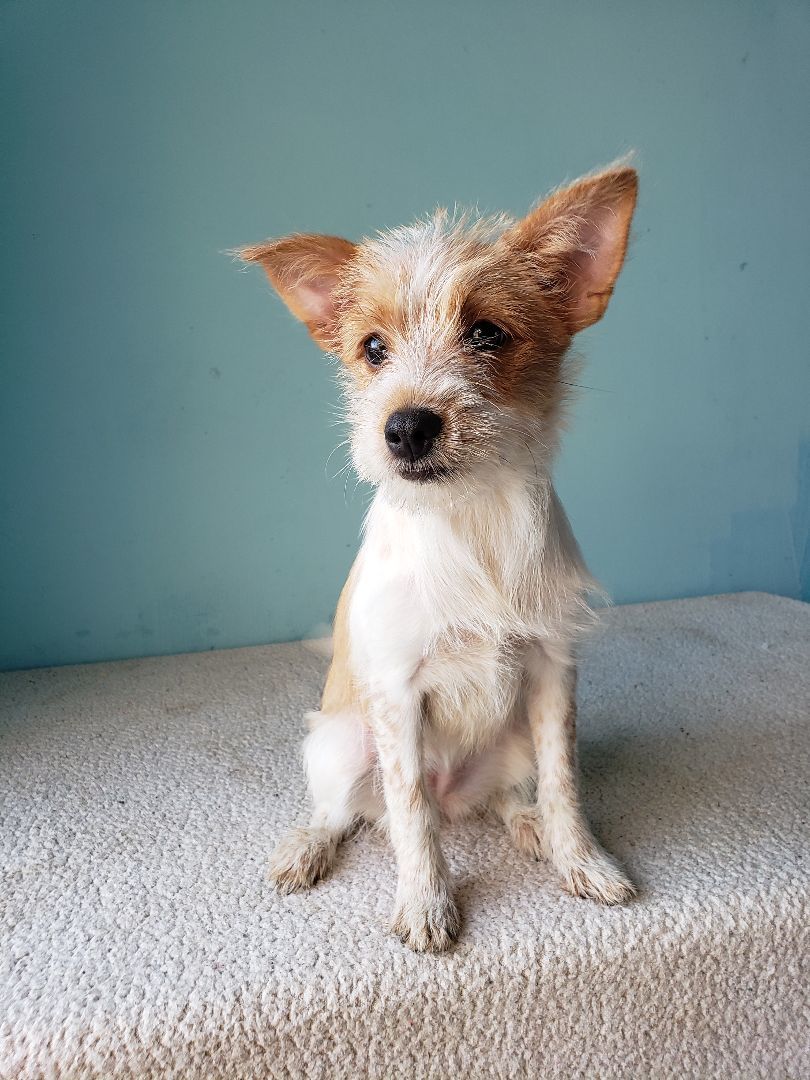 Enlarge Sheena, a Adopted mixed breed in Tijuana, BCN image 3/6