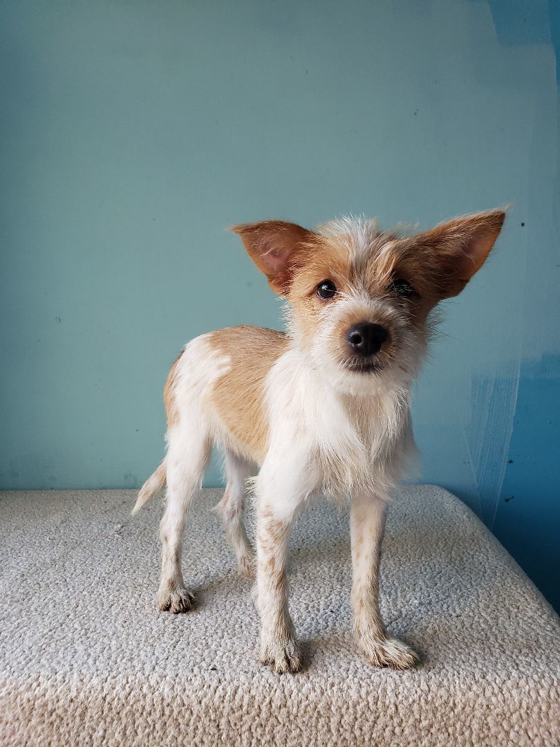 Enlarge Sheena, a Adopted mixed breed in Tijuana, BCN image 4/6