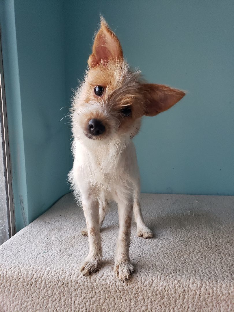 Enlarge Sheena, a Adopted mixed breed in Tijuana, BCN image 5/6