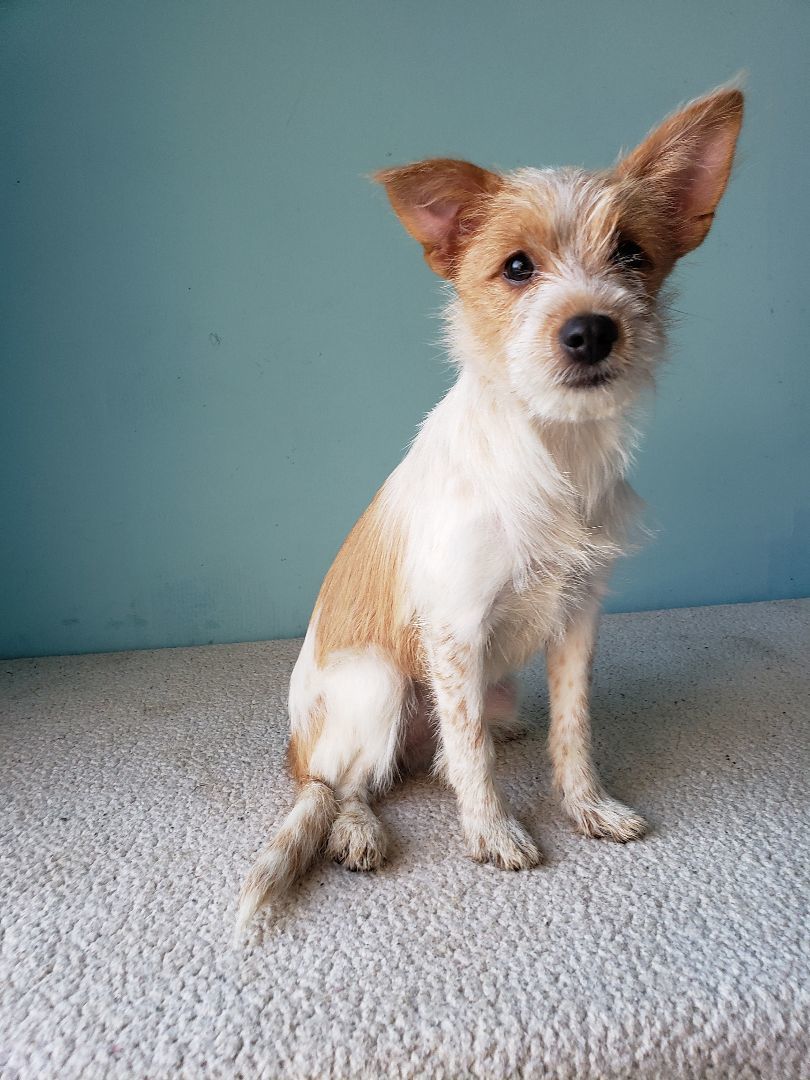Enlarge Sheena, a Adopted mixed breed in Tijuana, BCN image 6/6