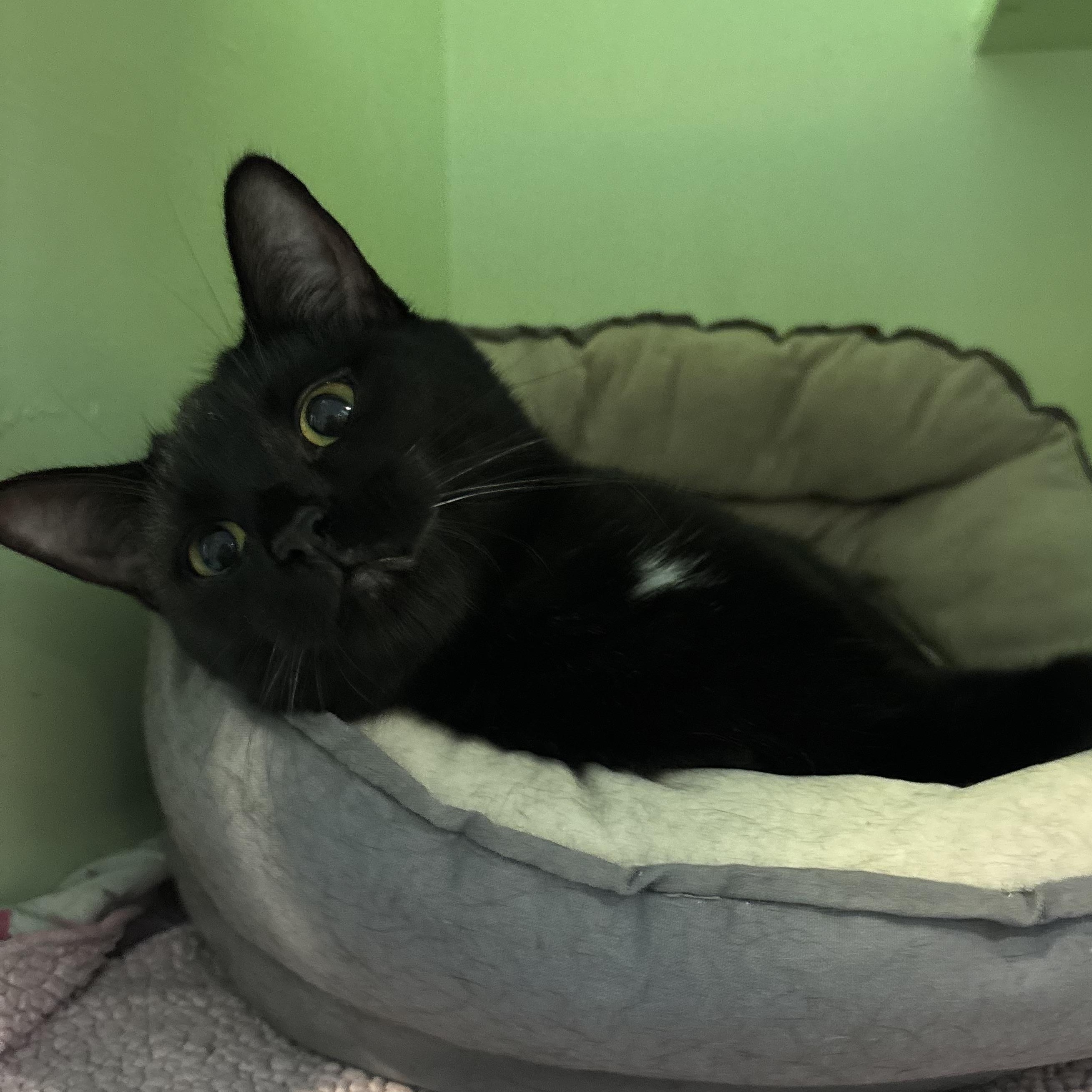 Enlarge Raven, a Adoptable American Shorthair in Charleston, SC image 1/1