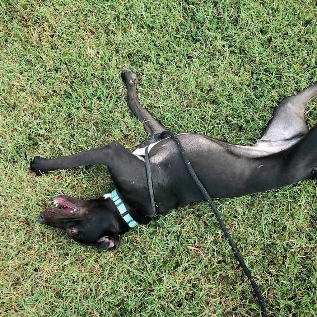 Buckbeak, Adoptable, Young Male Black Labrador Retriever & Mixed Breed.