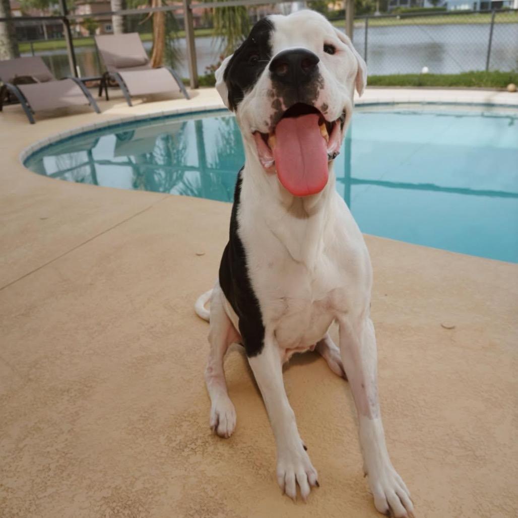 Enlarge Viggo, a Adoptable Great Dane in Tampa, FL image 1/6