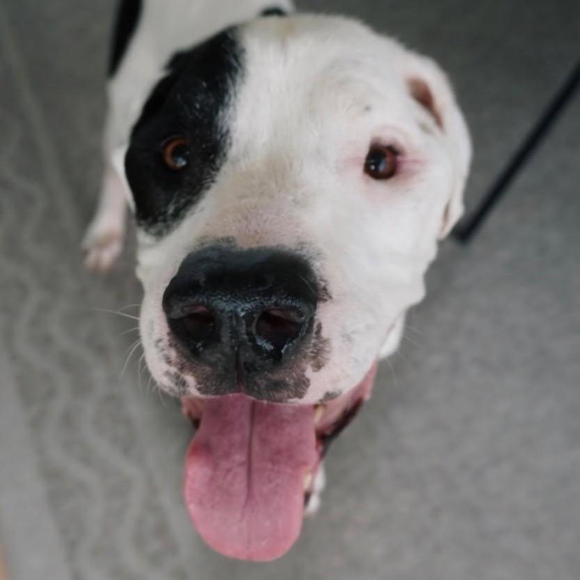 Enlarge Viggo, a Adoptable Great Dane in Tampa, FL image 3/6