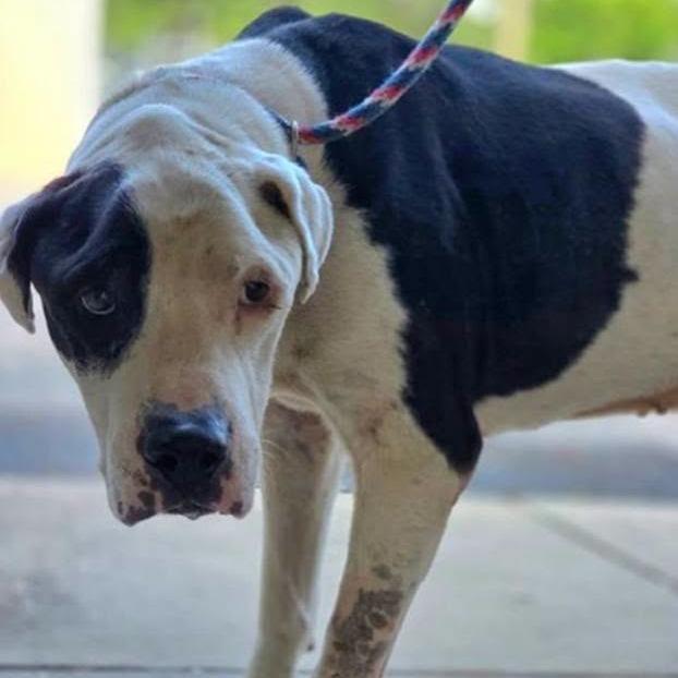 Enlarge Viggo, a Adoptable Great Dane in Tampa, FL image 4/6