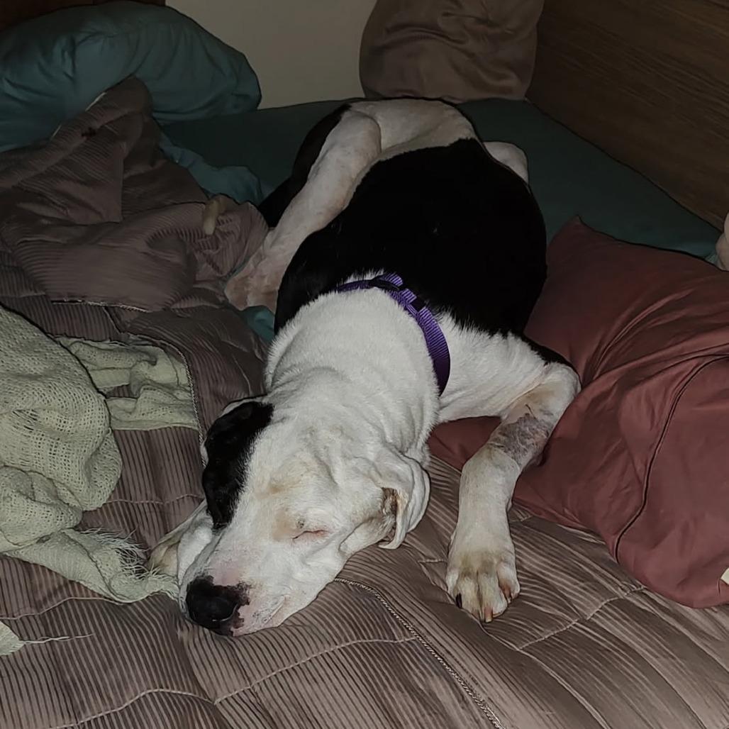 Enlarge Viggo, a Adoptable Great Dane in Tampa, FL image 5/6