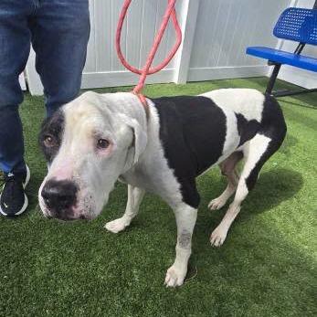 Enlarge Viggo, a Adoptable Great Dane in Tampa, FL image 6/6