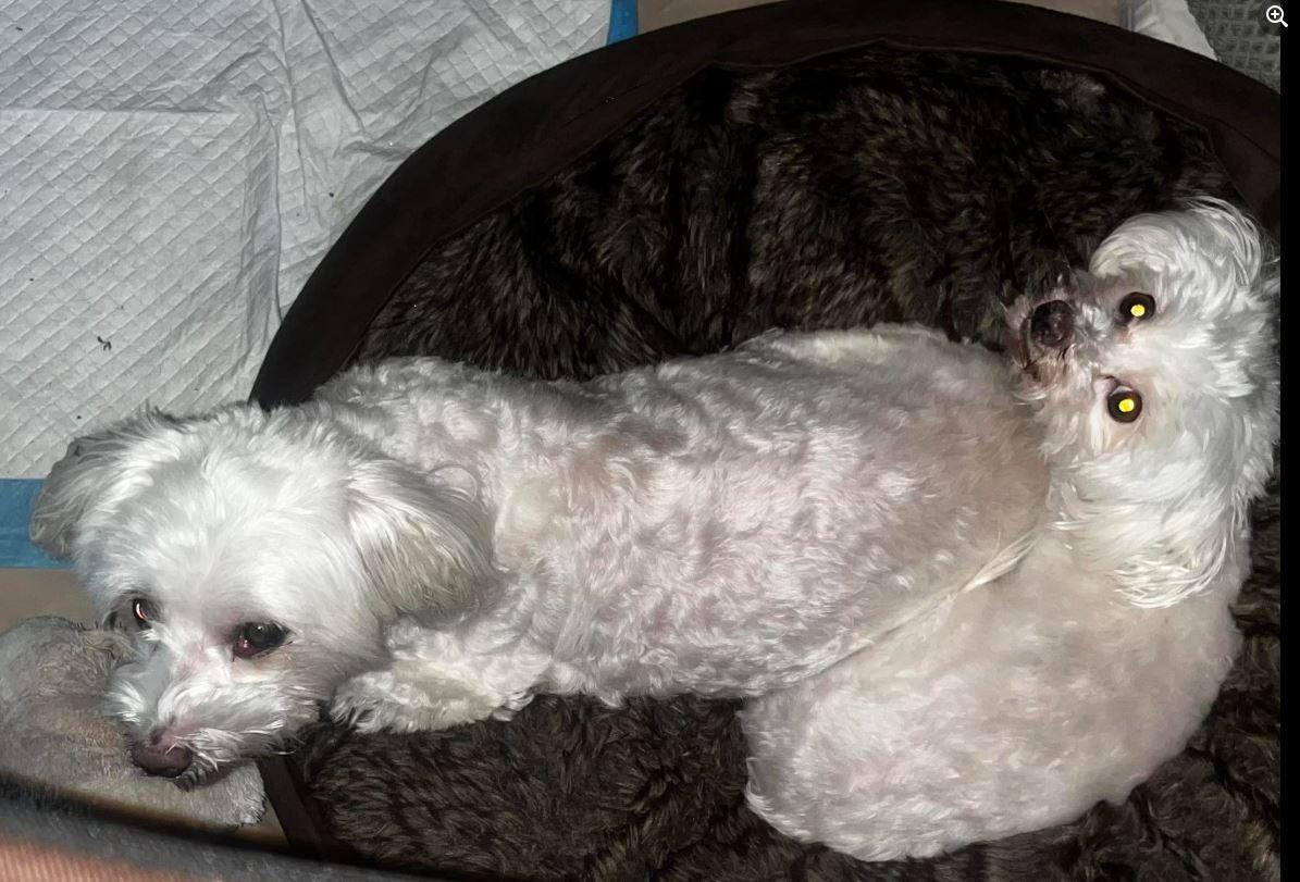 Max & Lola, an adoptable Maltese in Fair Oaks, CA, 95628 | Photo Image 4