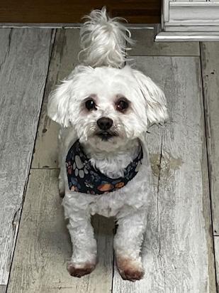 Max & Lola, an adoptable Maltese in Fair Oaks, CA, 95628 | Photo Image 5