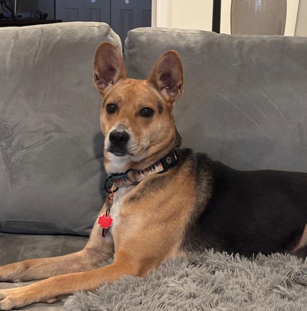 Alani, a Adoptable mixed breed in Cleveland, OH image 4/6