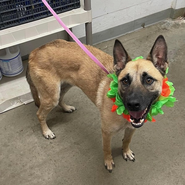 Billy, Adopted, Adult Male Mixed Breed.