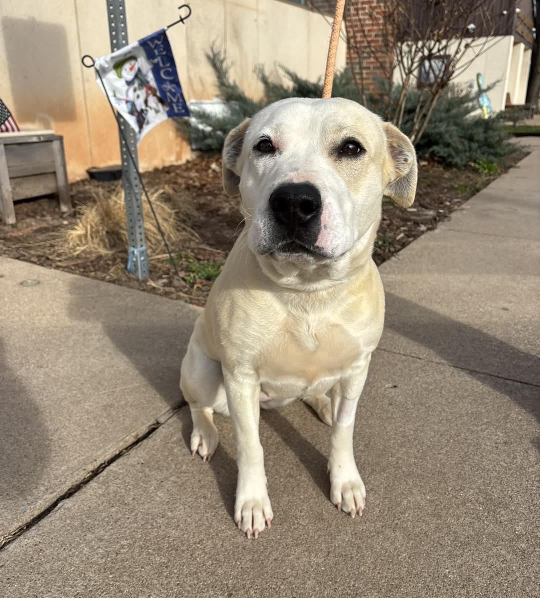 Kelby, ADOPTABLE, Adult Female Labrador Retriever & Pit Bull Terrier.
