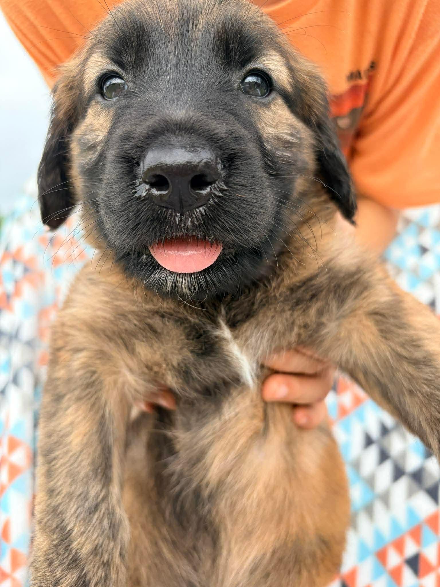 Enlarge Twix, a Adoptable mixed breed in Gig Harbor, WA image 5/6