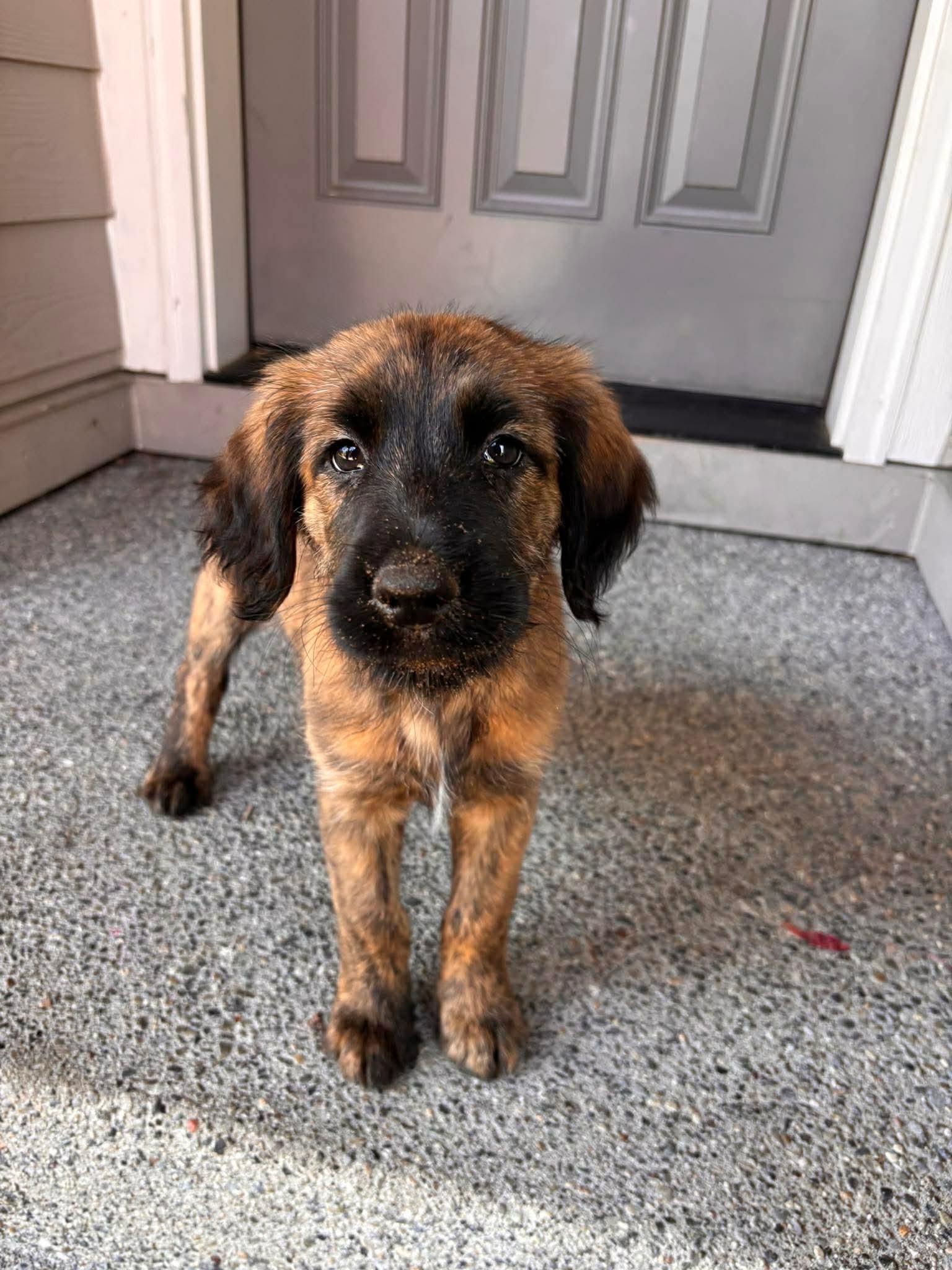 Enlarge Twix, a Adoptable mixed breed in Gig Harbor, WA image 3/6