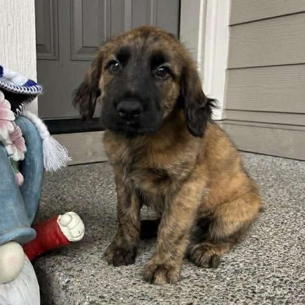 Twix, Adoptable, Puppy Female Golden Retriever.