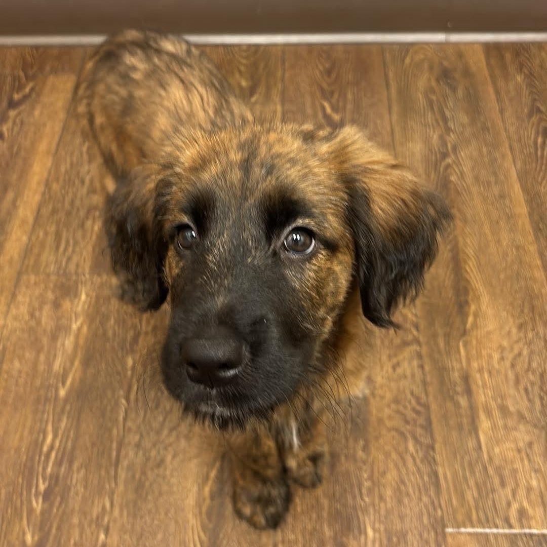 Enlarge Twix, a Adoptable mixed breed in Gig Harbor, WA image 2/6
