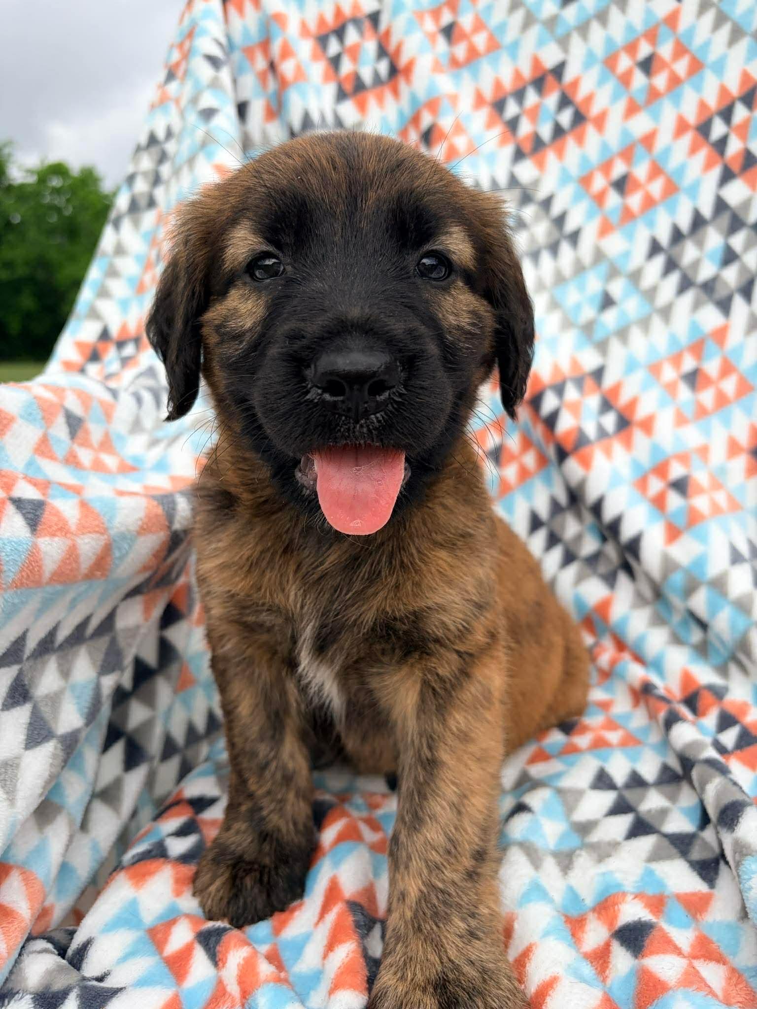 Enlarge Twix, a Adoptable mixed breed in Gig Harbor, WA image 4/6