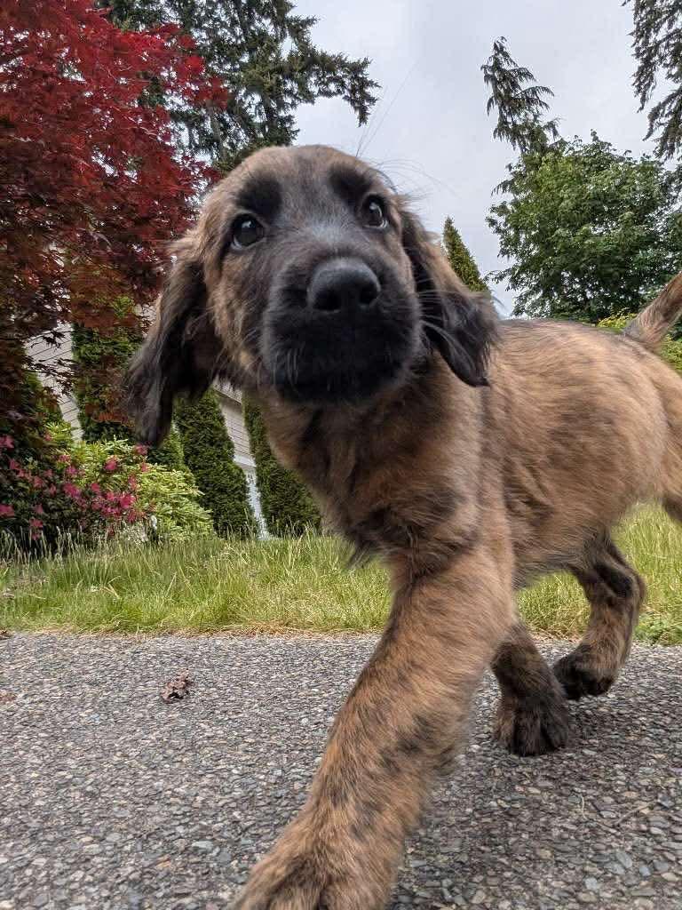 Enlarge Twix, a Adoptable mixed breed in Gig Harbor, WA image 6/6
