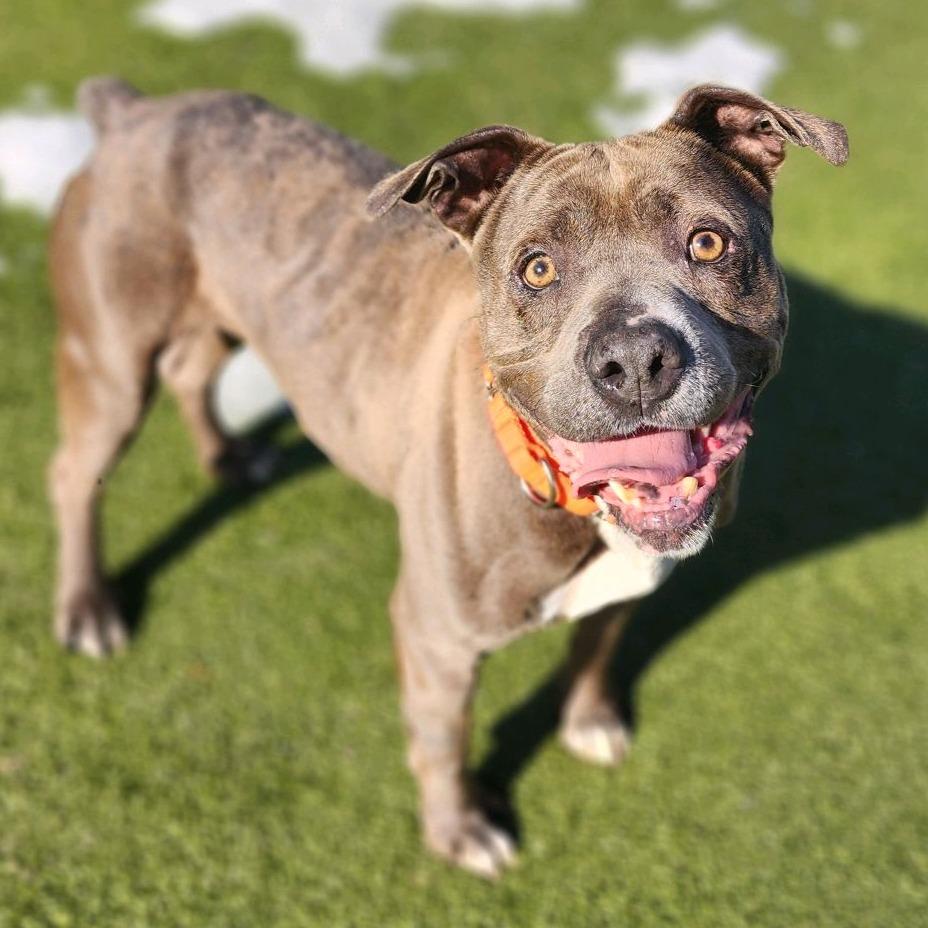 Boss Man, Adoptable, Senior Male Mixed Breed.