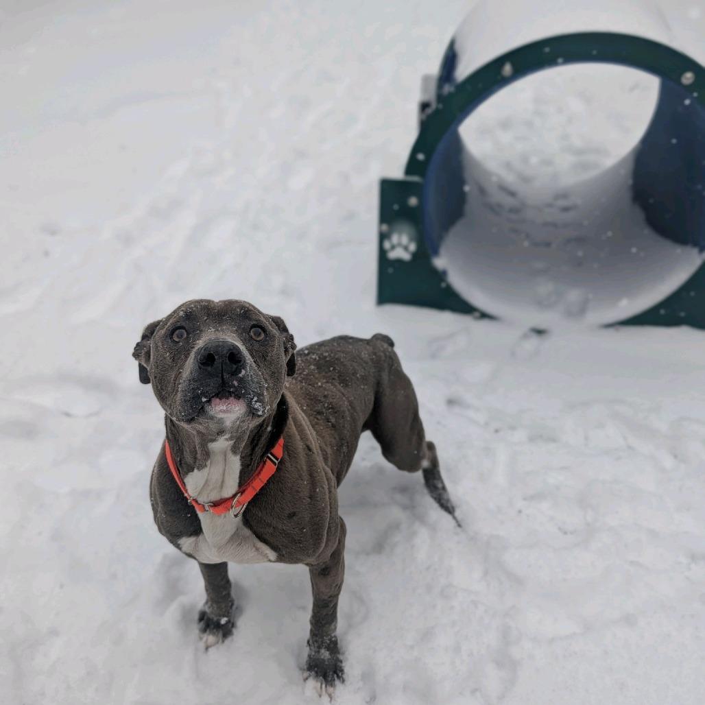 Boss Man — thumbnail 3