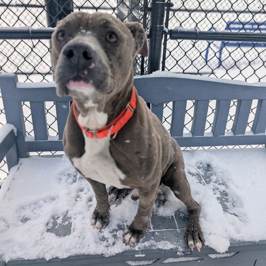 Boss Man — thumbnail 6