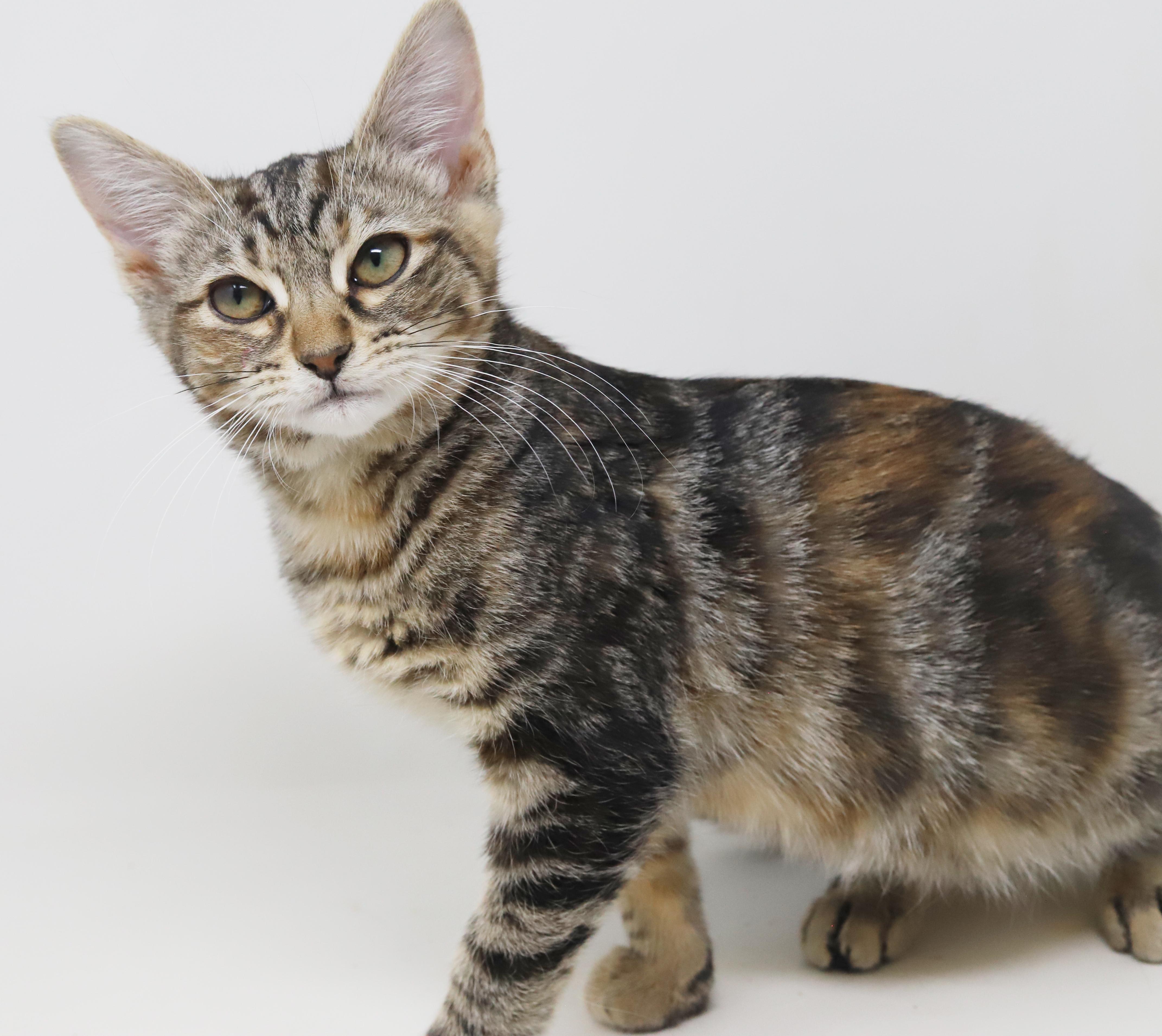 Enlarge Mercedes is high stylin' lovebug!  Loves her sis Porsche!, a Adoptable mixed breed in Bedford Hills, NY image 6/6