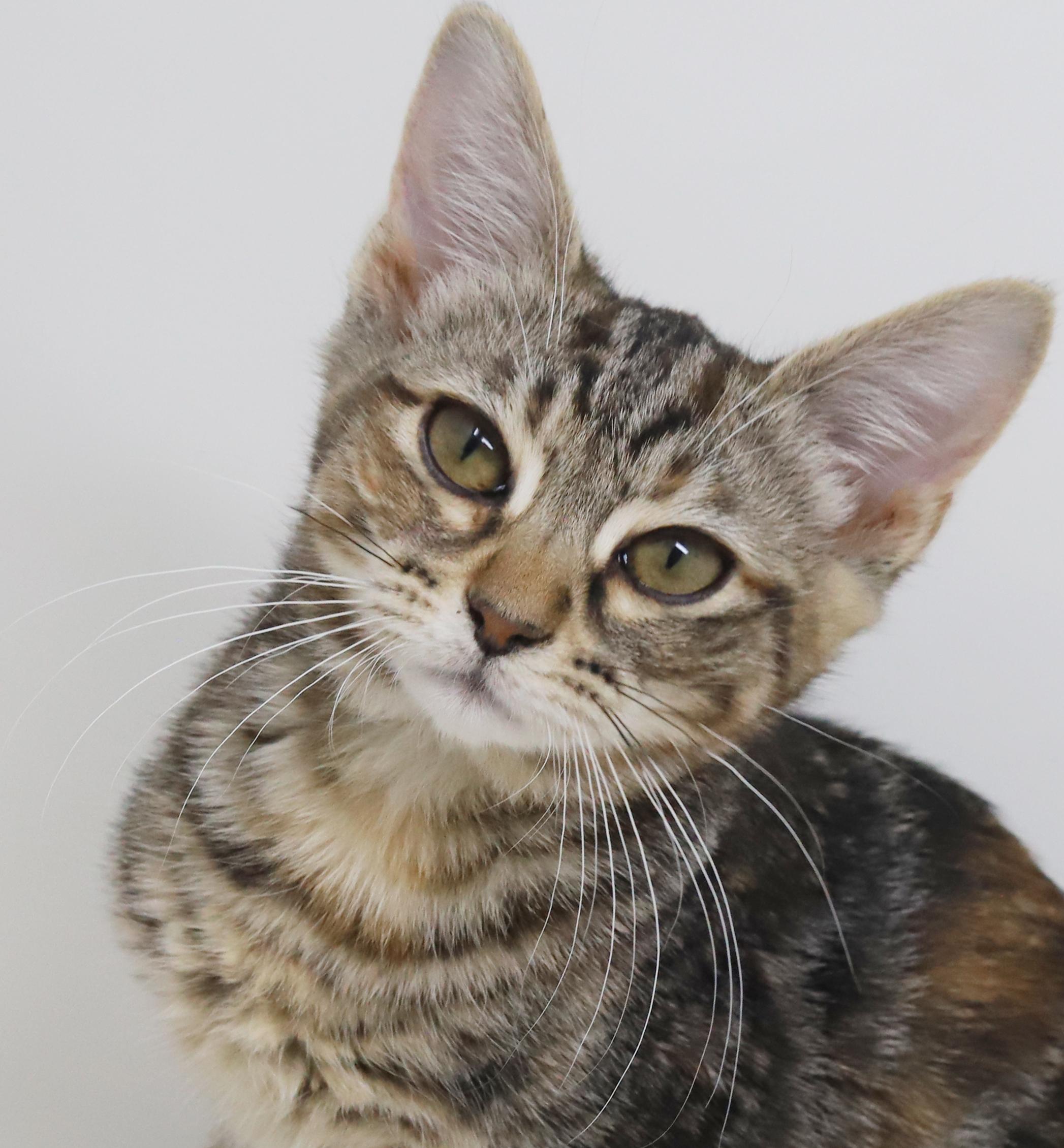 Enlarge Mercedes is high stylin' lovebug!  Loves her sis Porsche!, a Adoptable mixed breed in Bedford Hills, NY image 1/6