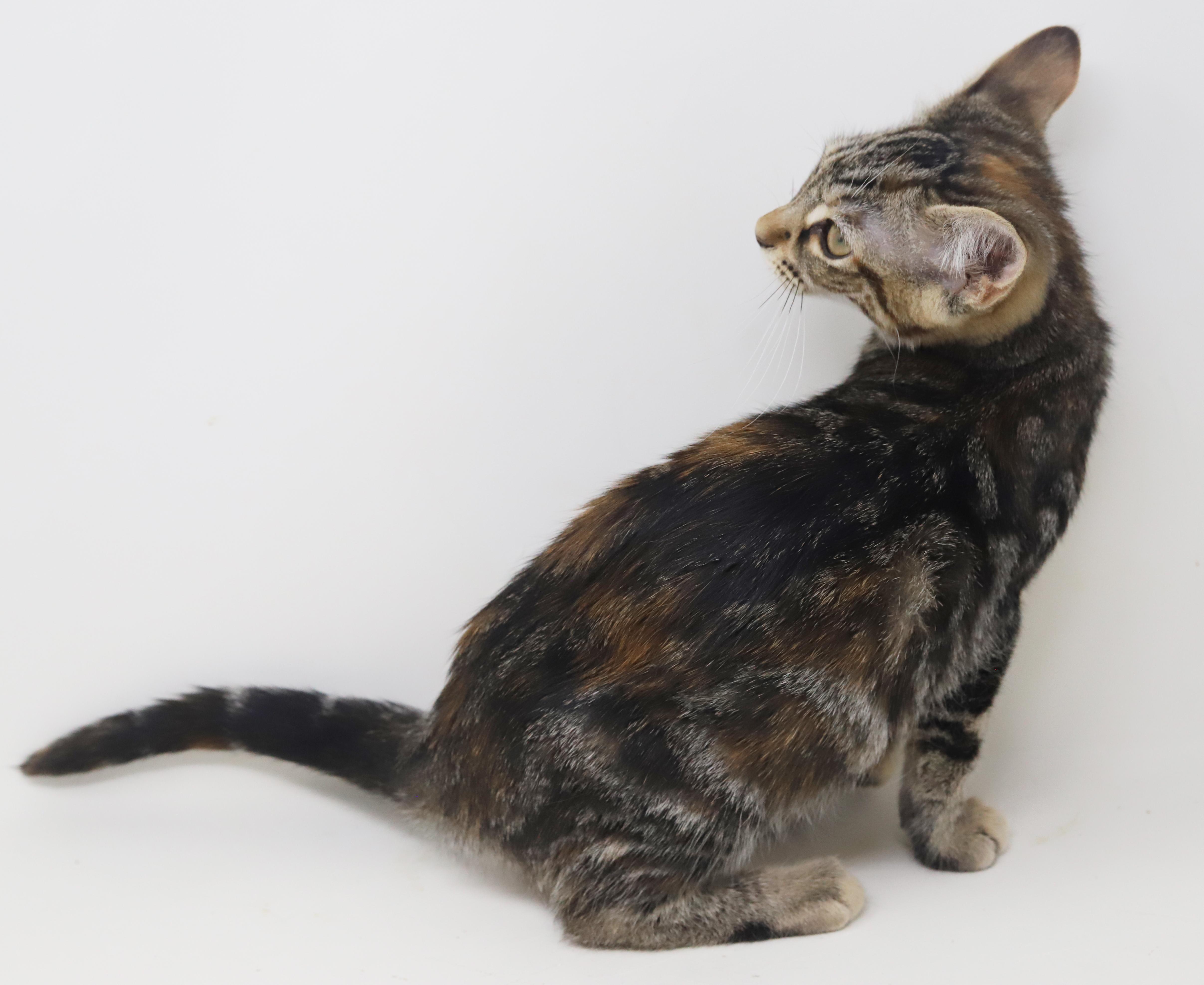 Enlarge Mercedes is high stylin' lovebug!  Loves her sis Porsche!, a Adoptable mixed breed in Bedford Hills, NY image 4/6