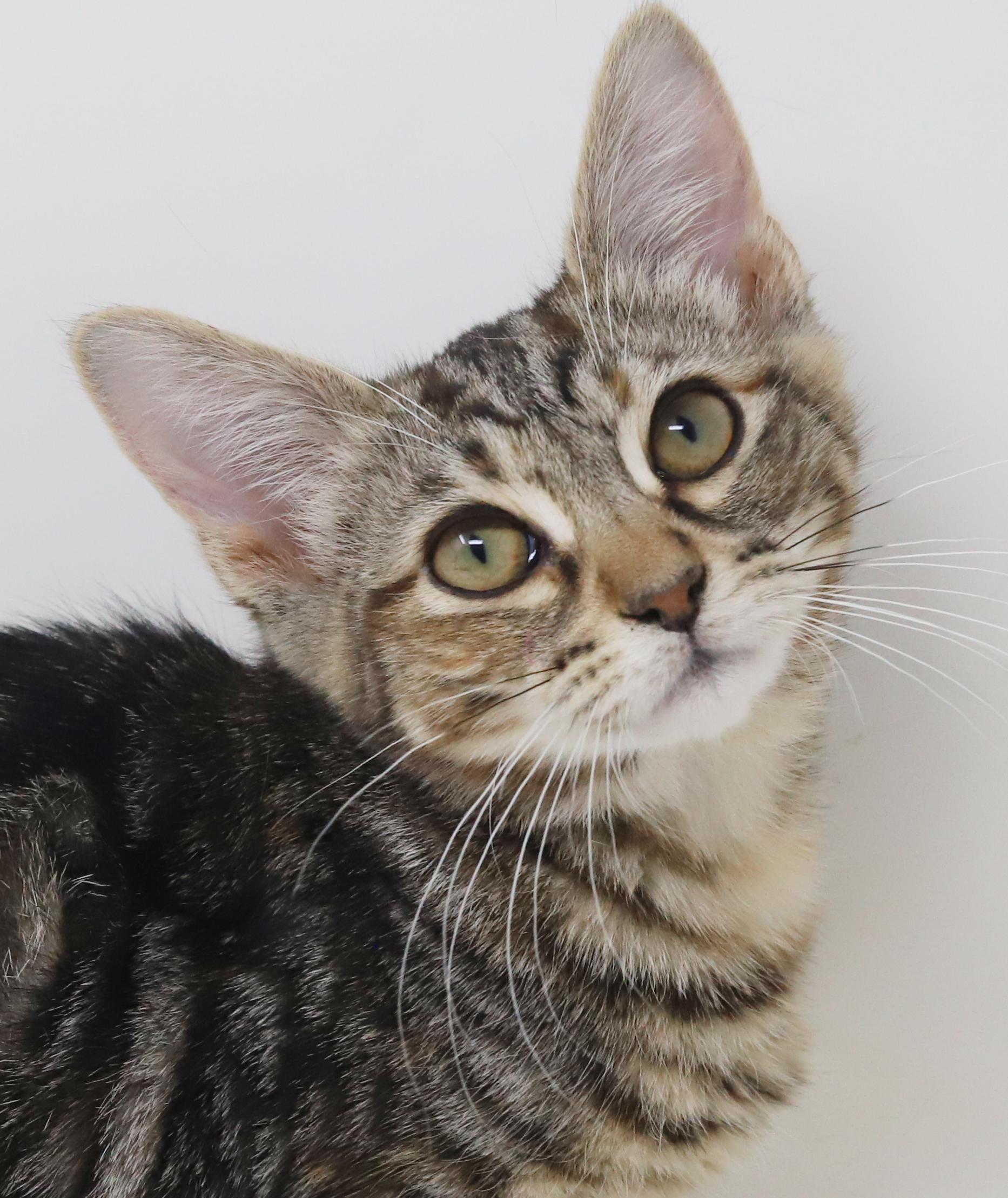 Enlarge Mercedes is high stylin' lovebug!  Loves her sis Porsche!, a Adoptable mixed breed in Bedford Hills, NY image 5/6