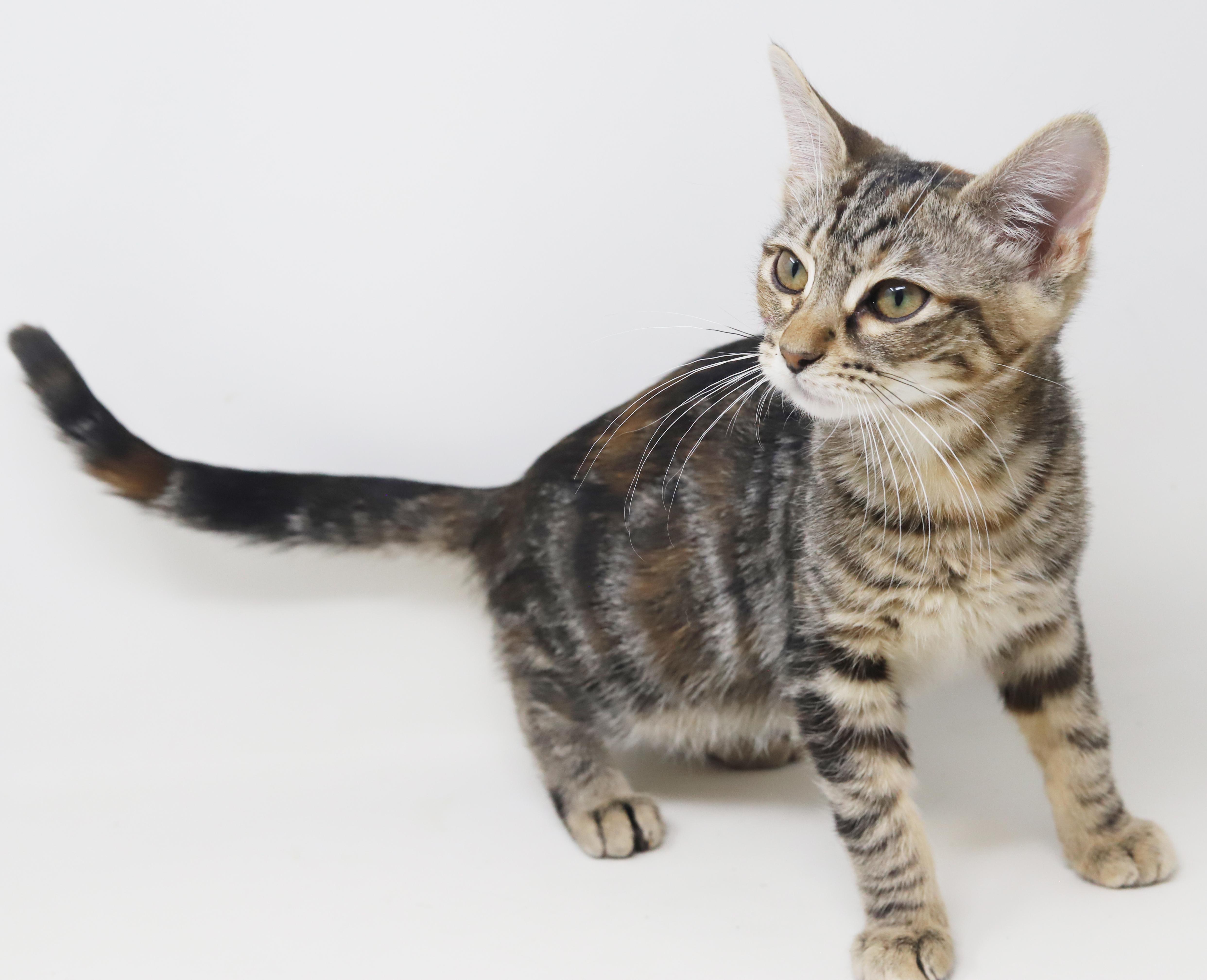 Enlarge Mercedes is high stylin' lovebug!  Loves her sis Porsche!, a Adoptable mixed breed in Bedford Hills, NY image 2/6