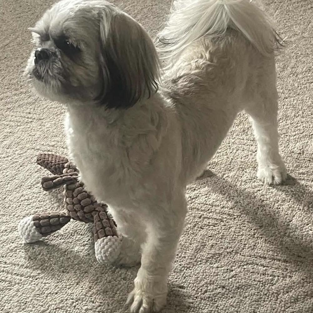Apollo, ADOPTABLE, Young Male Shih Tzu.