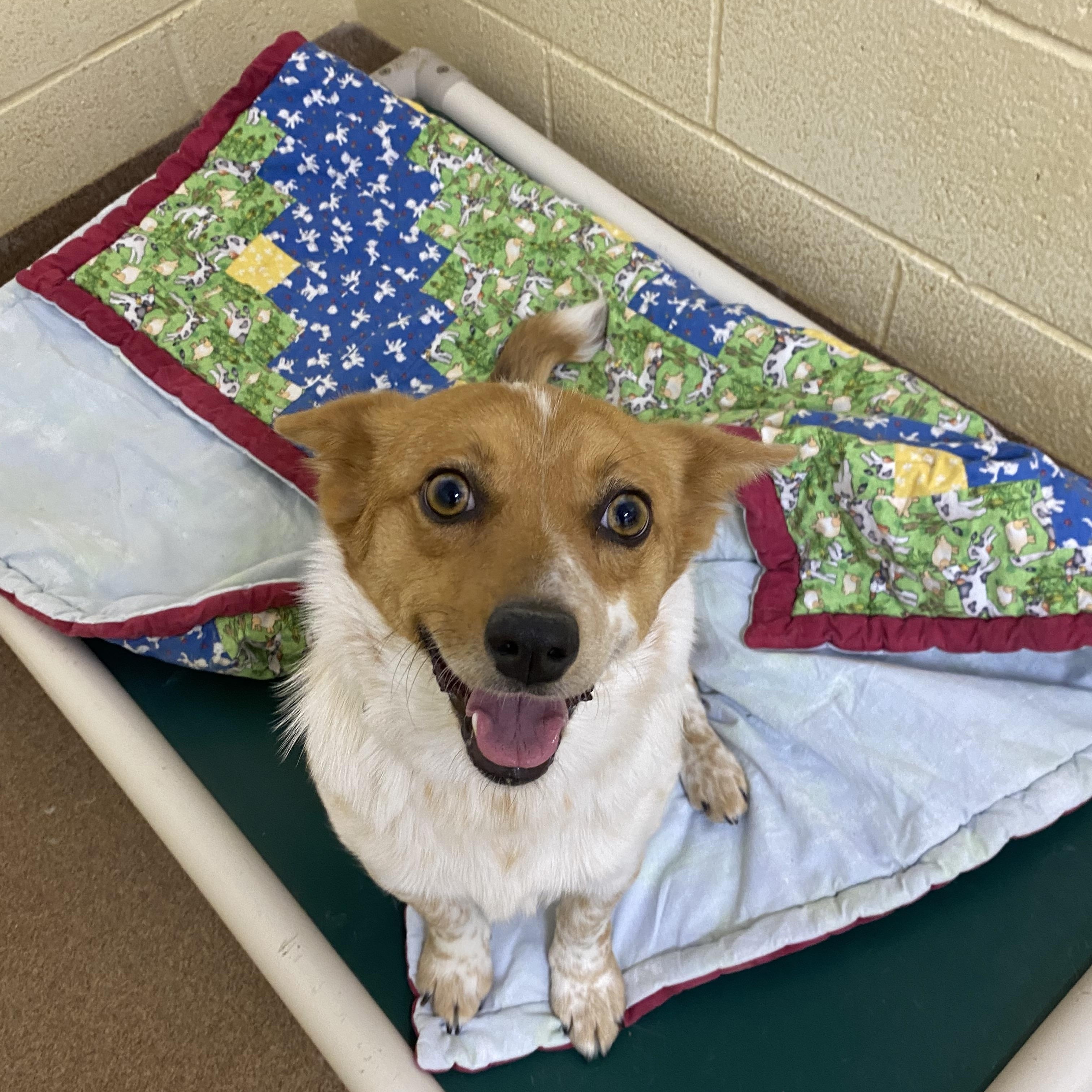 Enlarge Tillie, a Adoptable mixed breed in Choteau, MT image 2/3