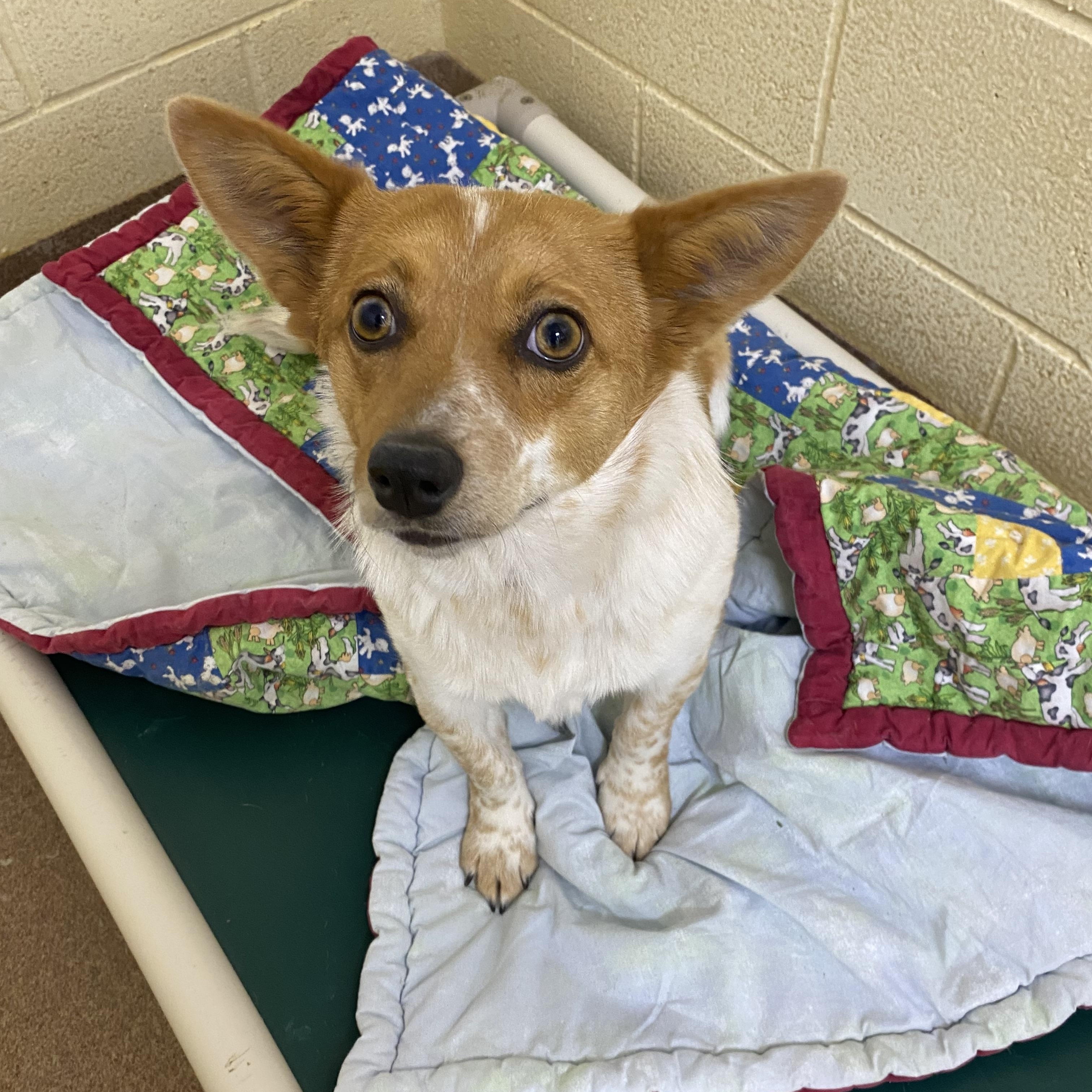 Tillie, Adoptable, Adult Female Corgi & Australian Cattle Dog / Blue Heeler.