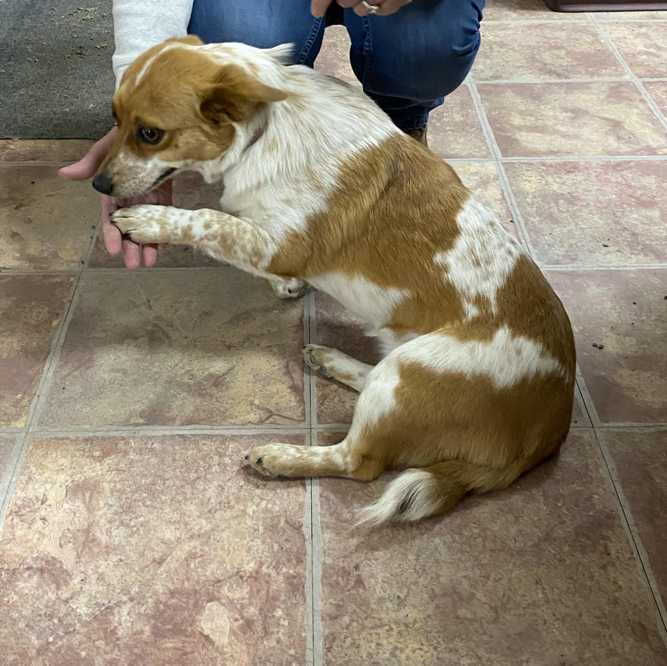 Enlarge Tillie, a Adoptable mixed breed in Choteau, MT image 3/3