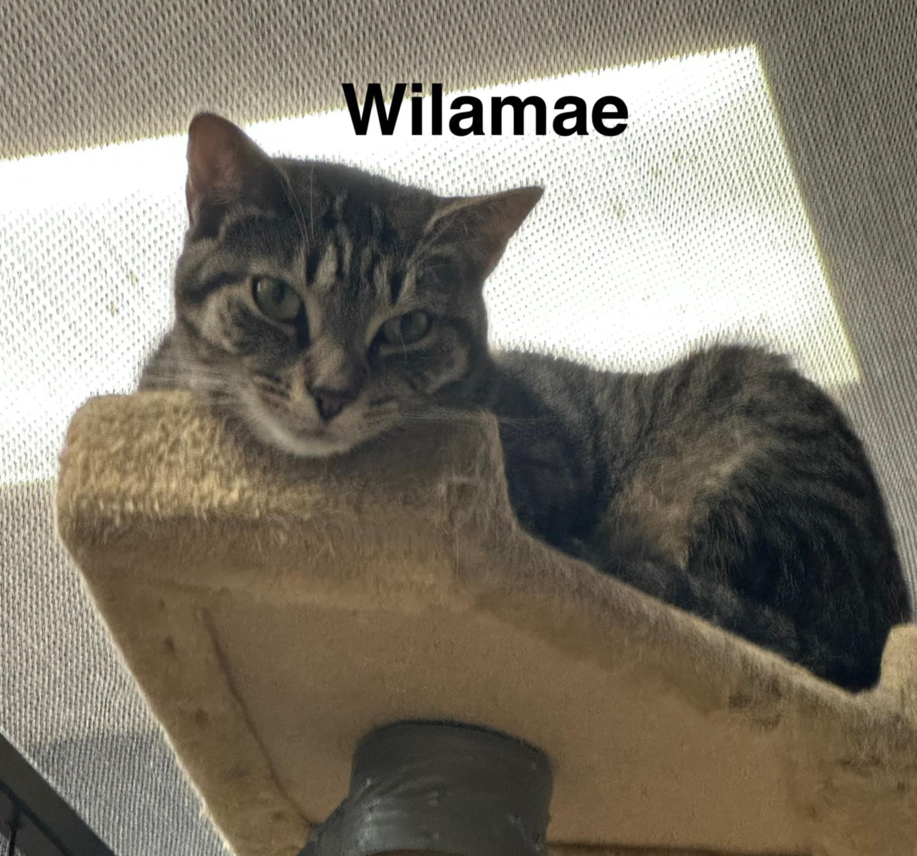 Willa Mae