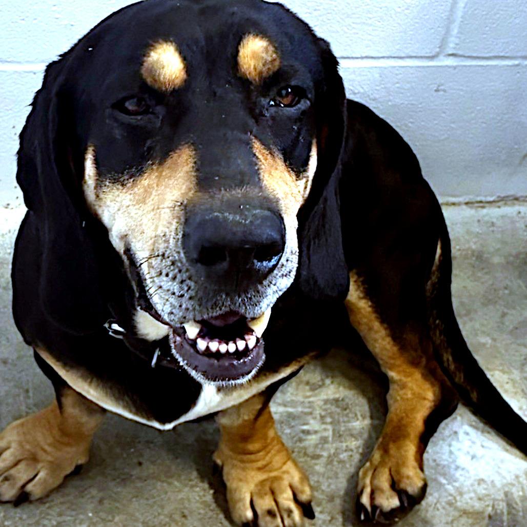 Bob, a ADOPTABLE mixed breed in Sulphur, KY image 4/4