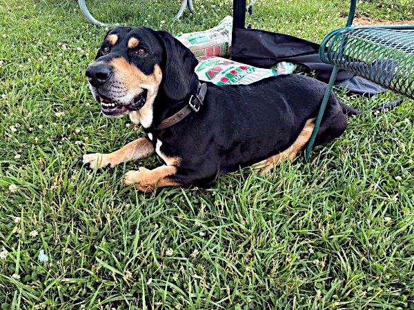 Bob, a ADOPTABLE mixed breed in Sulphur, KY image 3/4