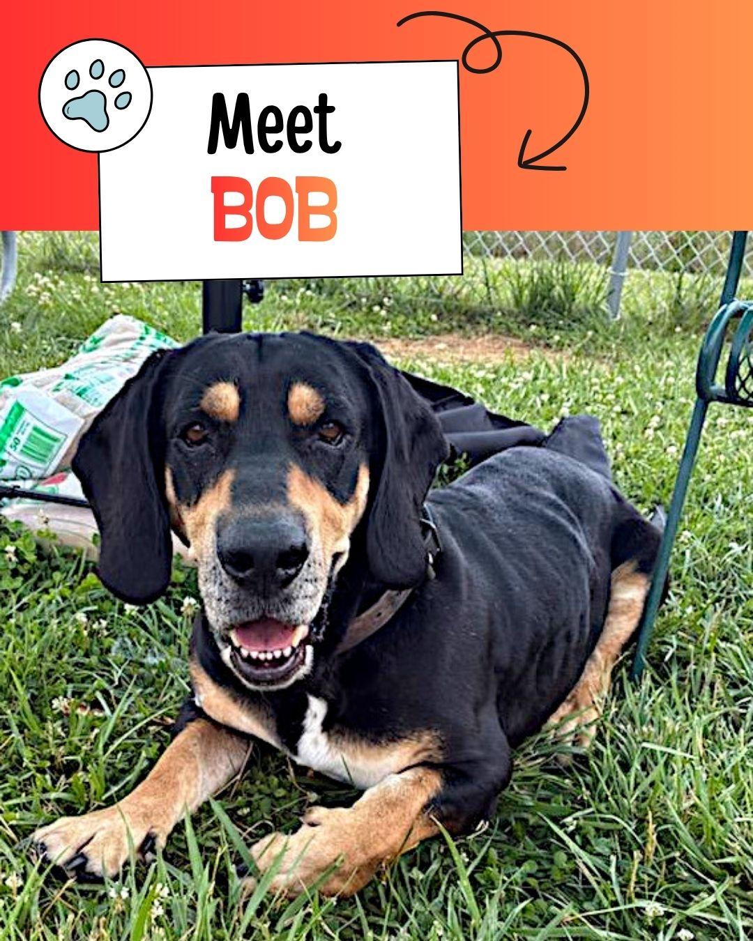 Bob, a ADOPTABLE mixed breed in Sulphur, KY image 1/4