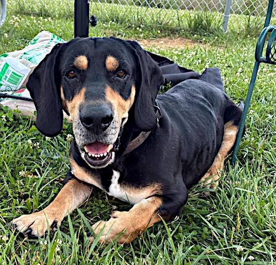 Bob, a ADOPTABLE mixed breed in Sulphur, KY image 2/4